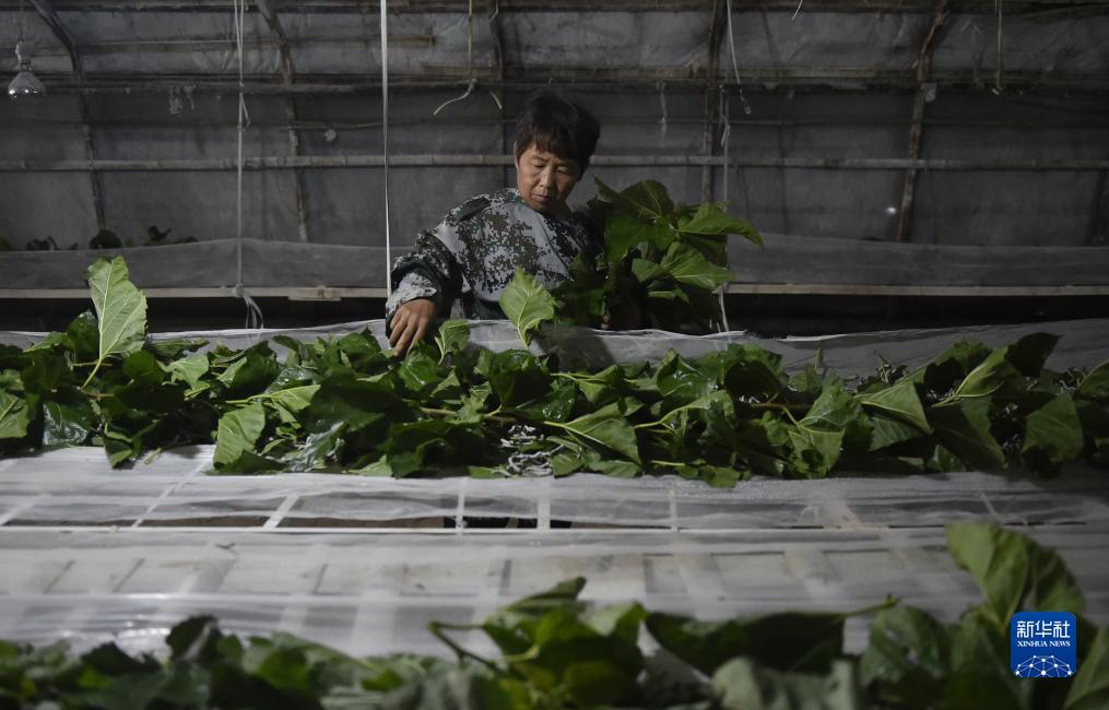 威尼斯正规软件下载